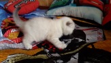 Шотландские котята.